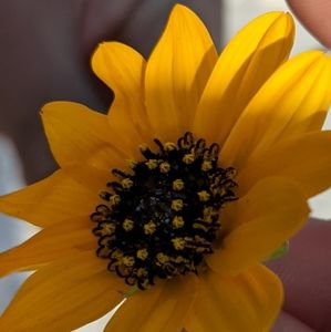 Meet your Posher, Carrie